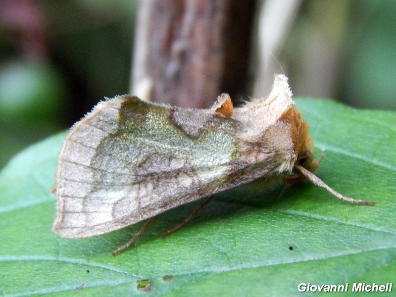 2 Noctuidae Plusiinae